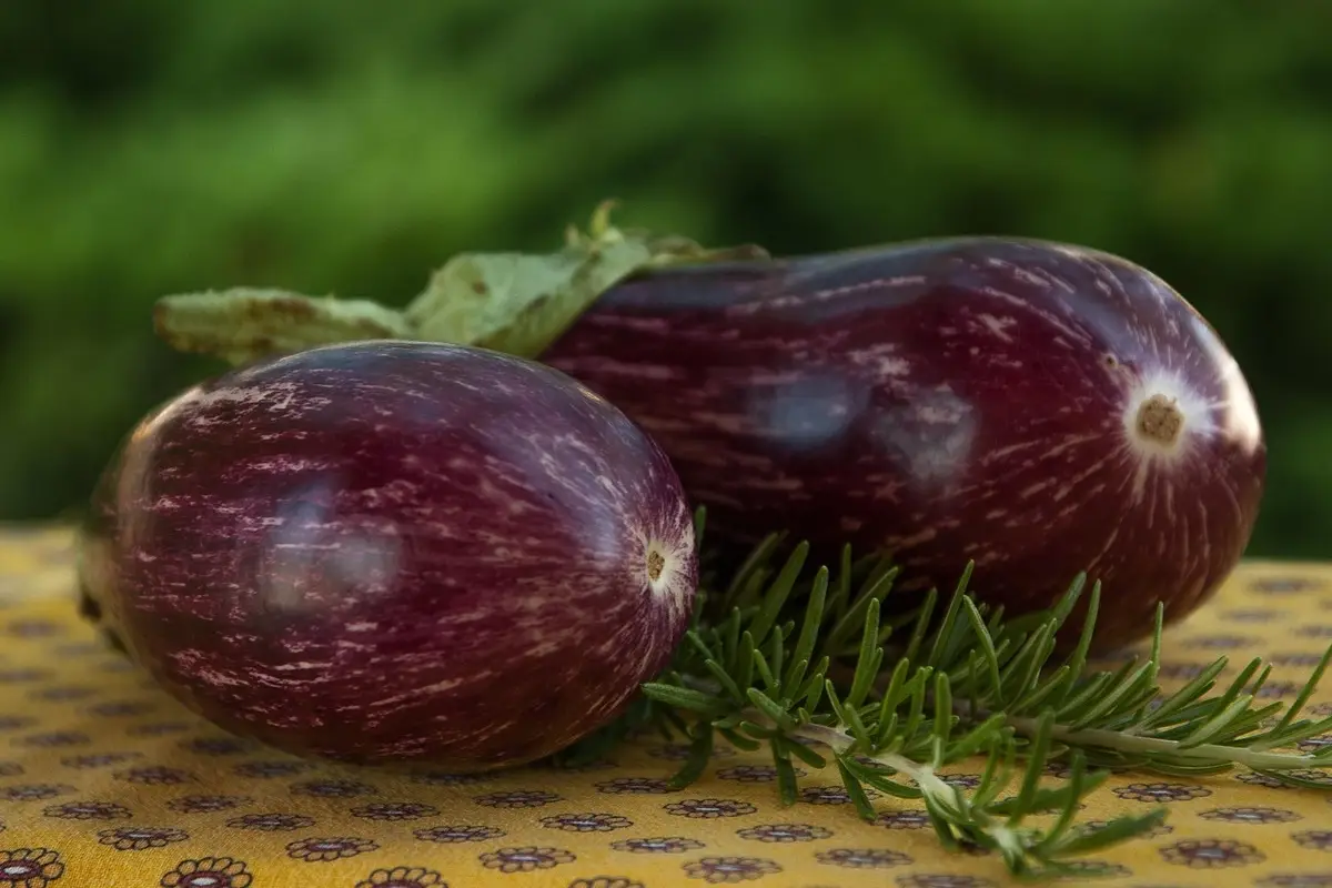Come coltivare melanzane in vaso: tecnica per terrazzi stretti Come coltivare melanzane in vaso: tecnica per terrazzi stretti