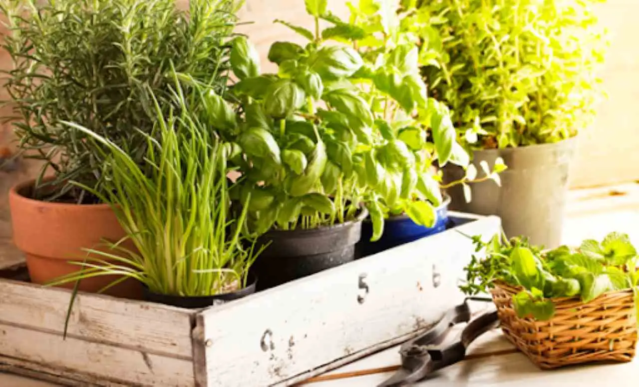 Erbe aromatiche da ombra: le varietà che non temono la poca luce Erbe aromatiche da ombra: le varietà che non temono la poca luce