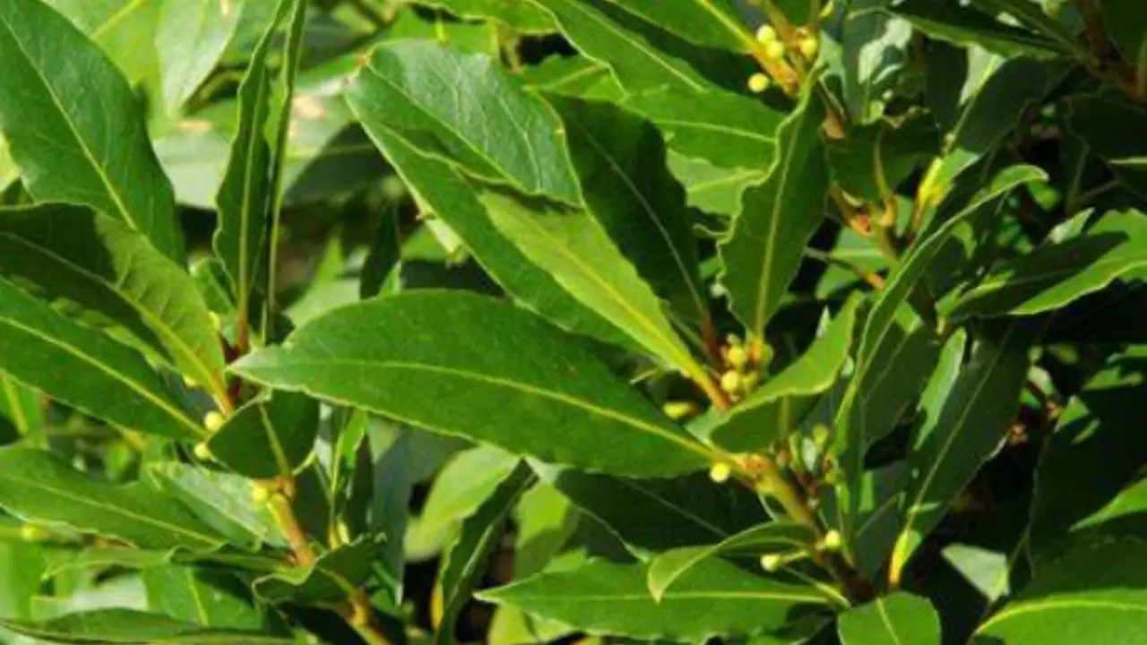 Il metodo per allontanare gli insetti con foglie di alloro Il metodo per allontanare gli insetti con foglie di alloro