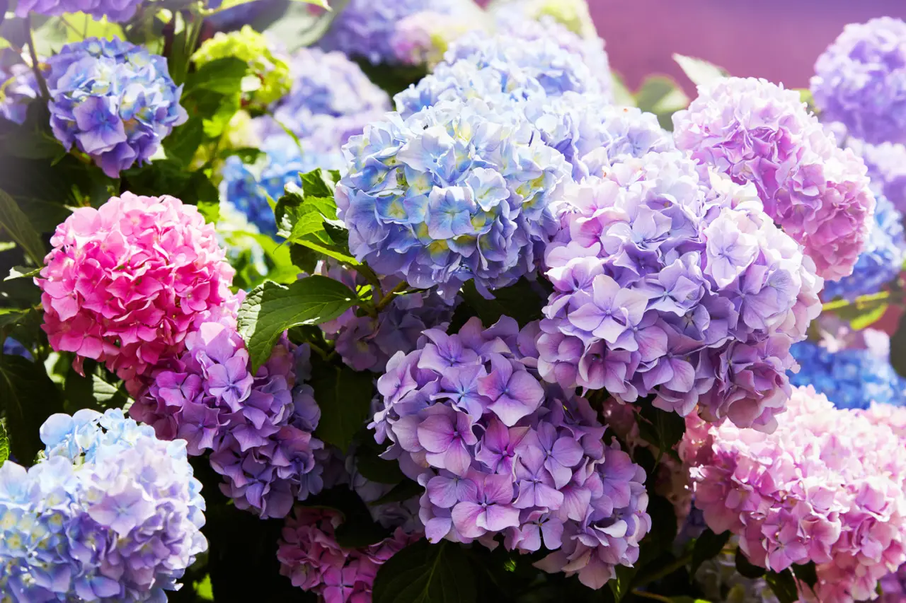 Il segreto per ortensie dai colori intensi usando semplici fertilizzanti naturali Il segreto per ortensie dai colori intensi usando semplici fertilizzanti naturali