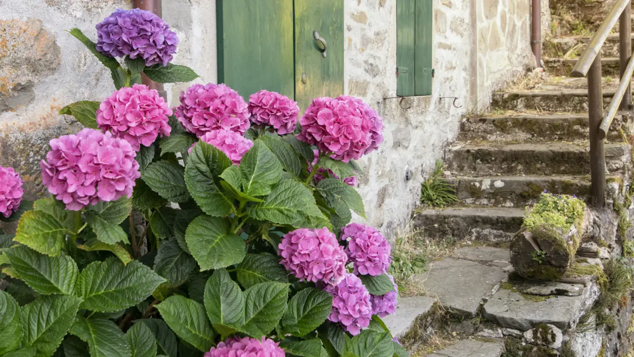 Prova questo metodo rapido per irrigare le ortensie durante le giornate calde Prova questo metodo rapido per irrigare le ortensie durante le giornate calde