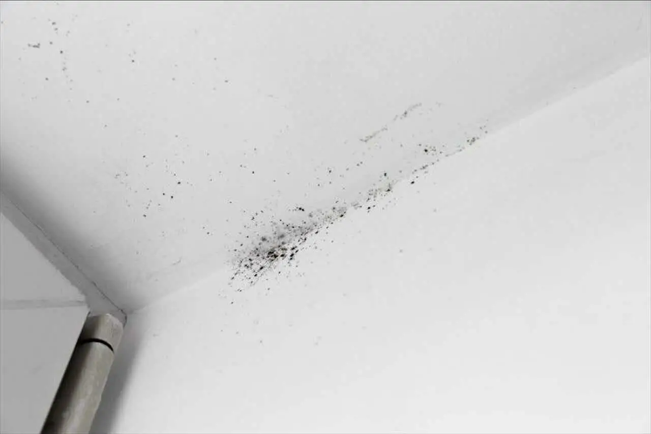 Hai mai usato il bicarbonato per togliere muffa da muri? Ecco come funzionano i rimedi Hai mai usato il bicarbonato per togliere muffa da muri? Ecco come funzionano i rimedi