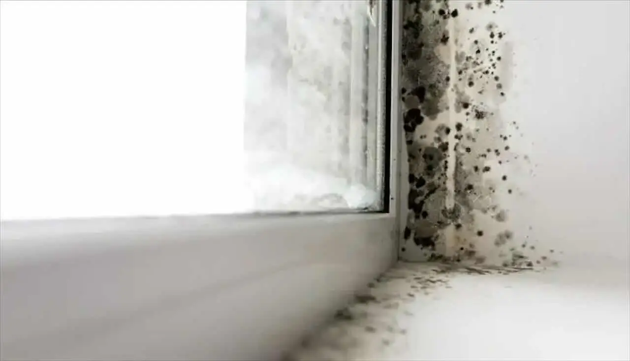 Hai mai usato il bicarbonato per togliere muffa da muri? Ecco come funzionano i rimedi Hai mai usato il bicarbonato per togliere muffa da muri? Ecco come funzionano i rimedi