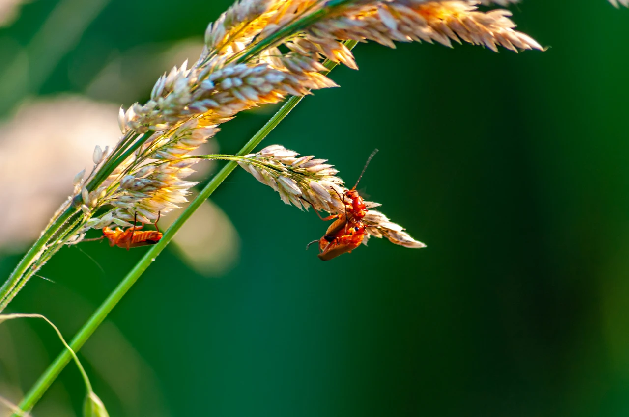 Vuoi eliminare gli insetti senza pesticidi? Scopri le capacità della lavanda secca Vuoi eliminare gli insetti senza pesticidi? Scopri le capacità della lavanda secca