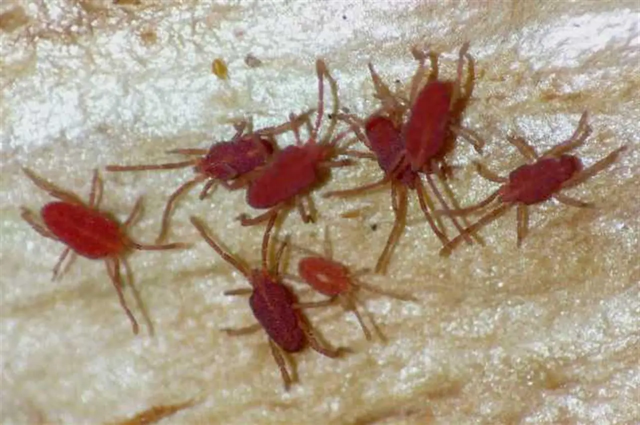 Mantieni l’aria salubre in camera da letto usando rimedi anti-acari di origine naturale Mantieni l’aria salubre in camera da letto usando rimedi anti-acari di origine naturale