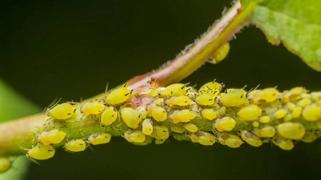 Mantieni l’aria salubre in camera da letto usando rimedi anti-acari di origine naturale Mantieni l’aria salubre in camera da letto usando rimedi anti-acari di origine naturale