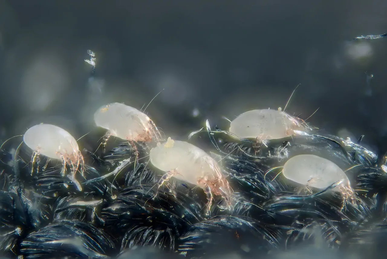 Mantieni l’aria salubre in camera da letto usando rimedi anti-acari di origine naturale Mantieni l’aria salubre in camera da letto usando rimedi anti-acari di origine naturale