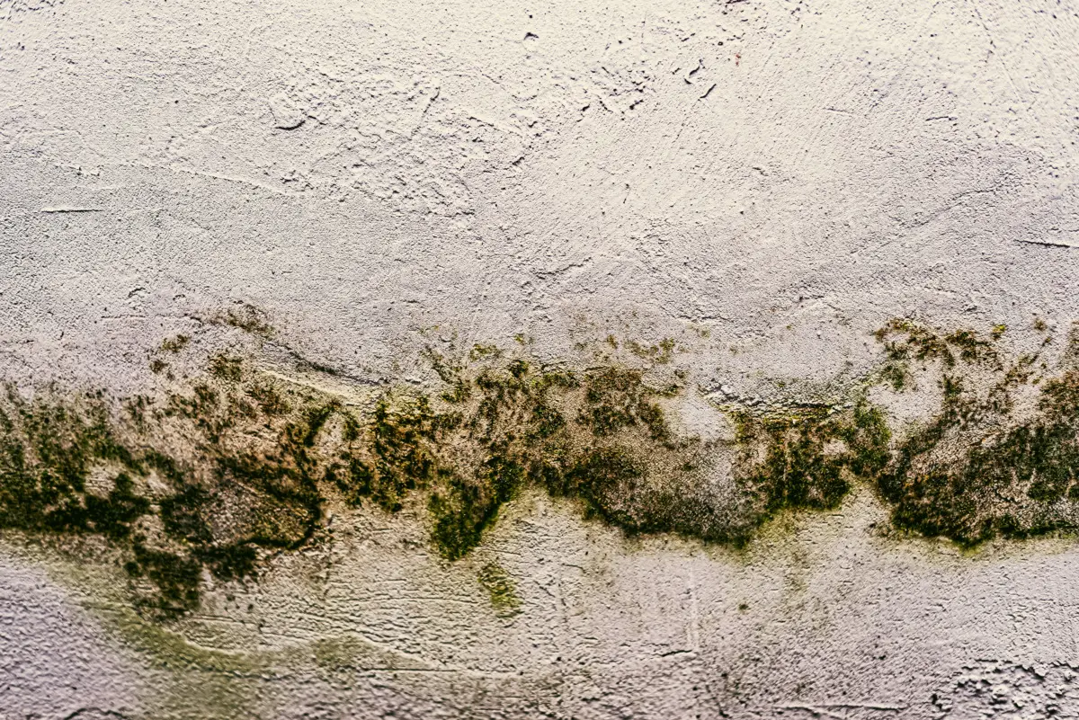 Rischi invisibili in casa: verifica oggi se la tua camera favorisce la muffa nascosta