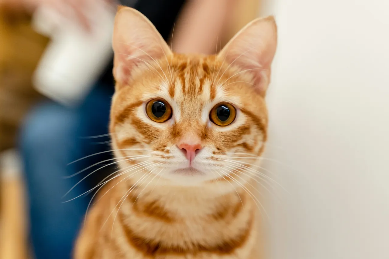 Perché i gatti scelgono case diverse dalla loro? Curiosità e comportamenti felini che sorprendono Perché i gatti scelgono case diverse dalla loro? Curiosità e comportamenti felini che sorprendono