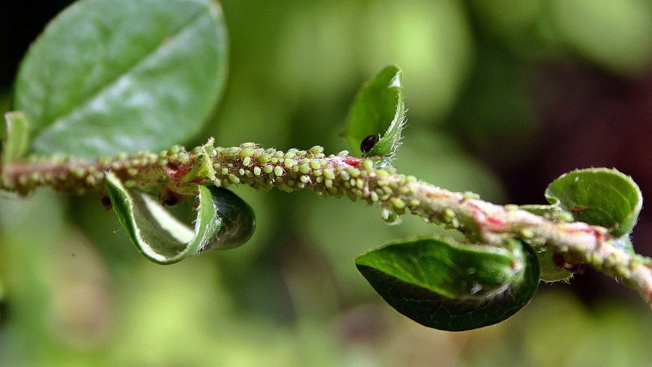 Come eliminare gli afidi dalle rose: i metodi naturali e i trucchi per proteggere il tuo giardino