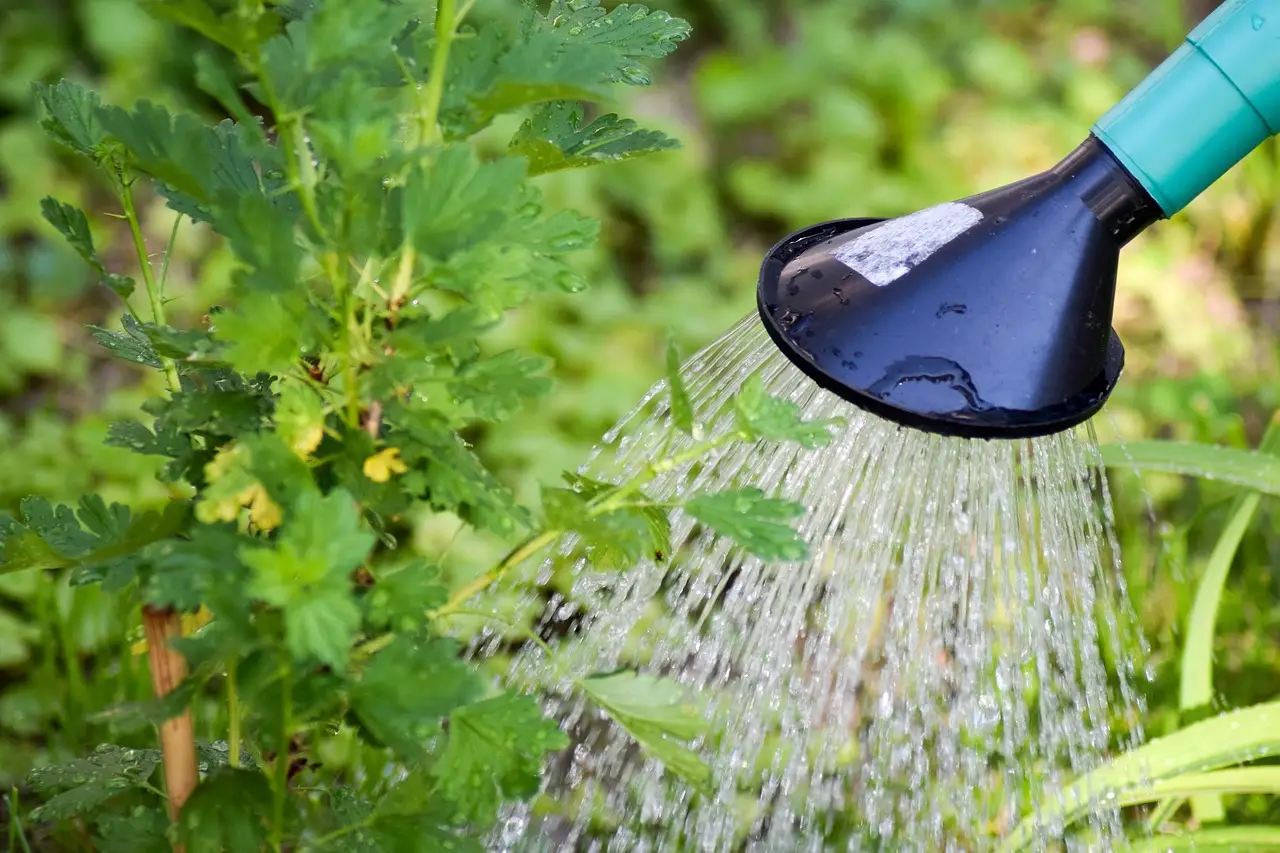 Come migliorare l’acqua per innaffiare le piante: ingredienti naturali e consigli utili per un giardino più sano