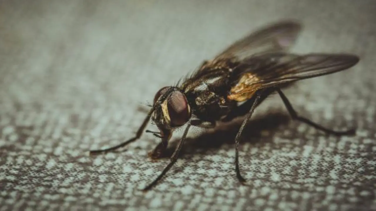 Come eliminare le larve degli insetti infestanti dalla casa: consigli pratici e prevenzione