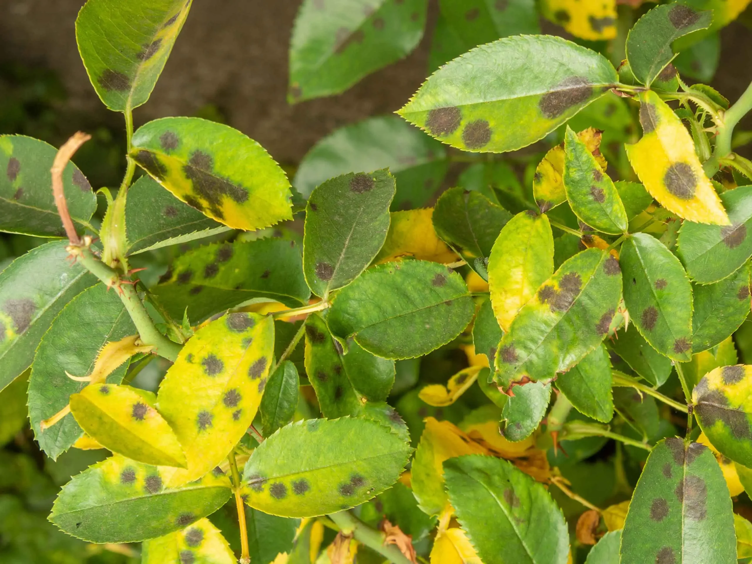 Come capire se una pianta è malata osservando le foglie: segnali, cause e consigli utili