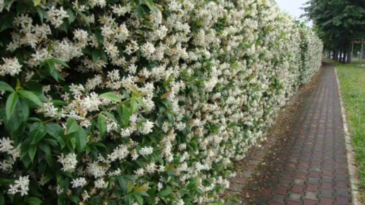 Gelsomino in casa e in giardino: consigli pratici per farlo crescere forte e rigoglioso