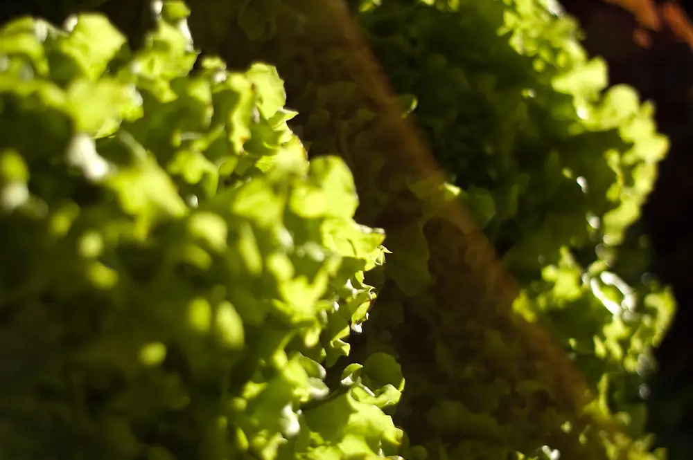 Orto facile: le piante più semplici da coltivare anche per chi è alle prime armi