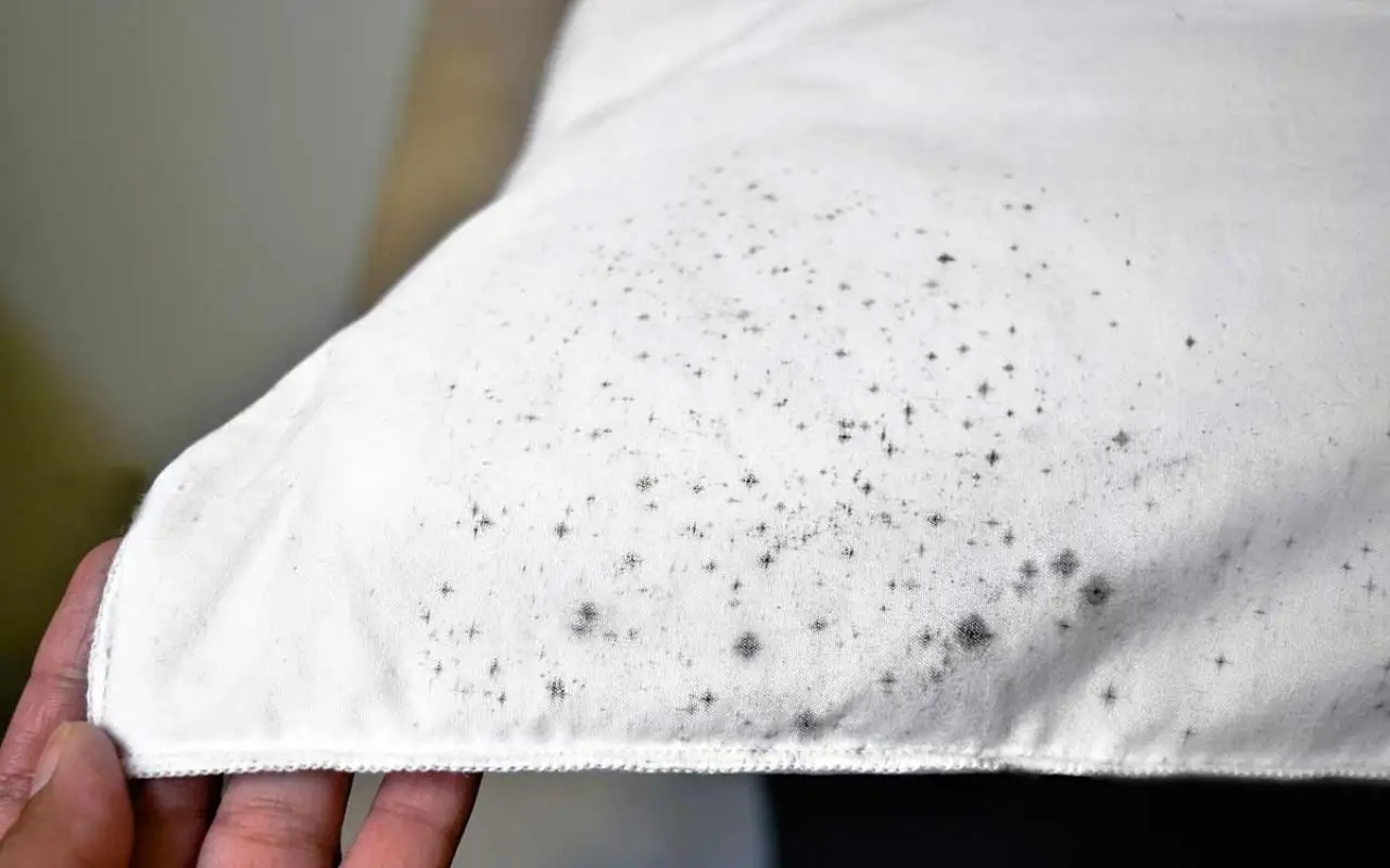 Come eliminare la muffa dai divani in tessuto e prevenire la sua ricomparsa in casa Come eliminare la muffa dai divani in tessuto e prevenire la sua ricomparsa in casa