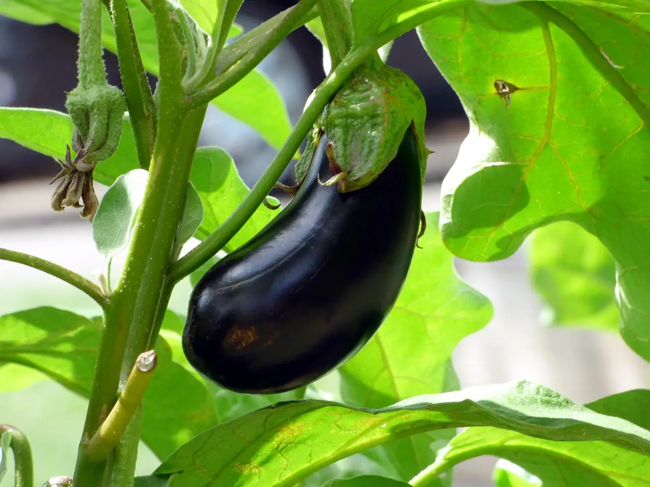 Come coltivare melanzane in vaso: tecnica per terrazzi stretti Come coltivare melanzane in vaso: tecnica per terrazzi stretti