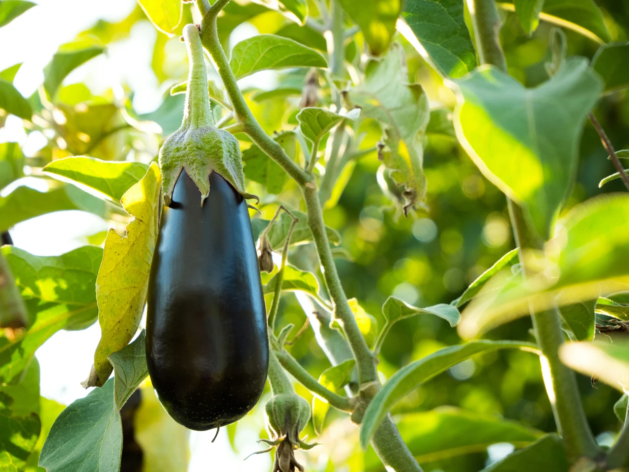 Come coltivare melanzane in vaso: tecnica per terrazzi stretti Come coltivare melanzane in vaso: tecnica per terrazzi stretti