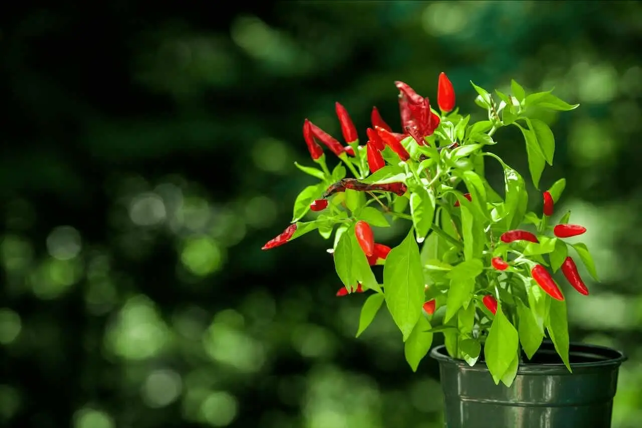 Come piantare peperoncini piccanti in vaso con successo Come piantare peperoncini piccanti in vaso con successo