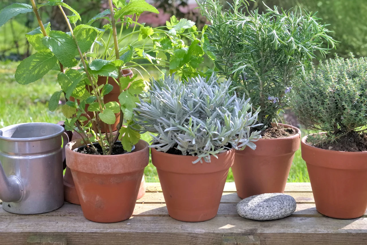 Erbe aromatiche da ombra: le varietà che non temono la poca luce Erbe aromatiche da ombra: le varietà che non temono la poca luce