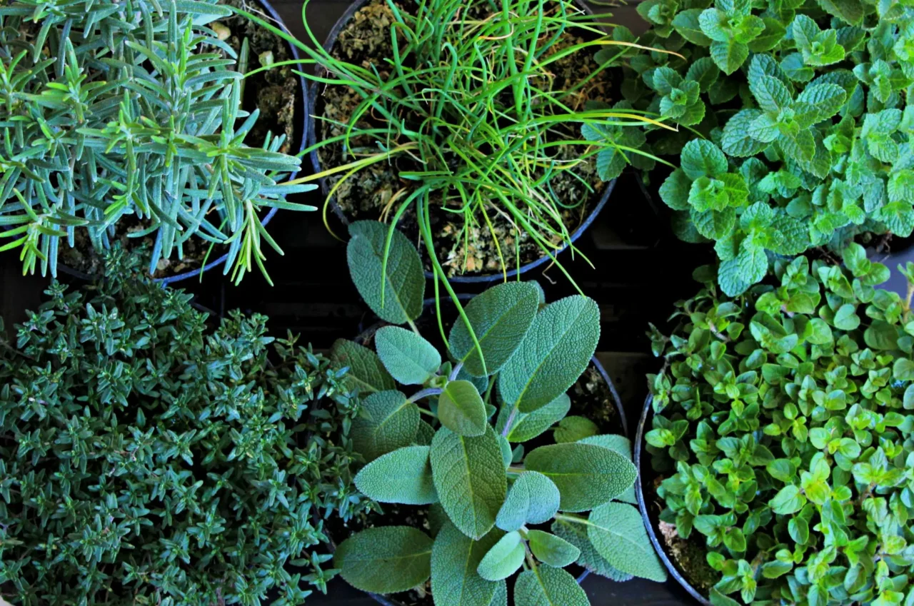 Erbe aromatiche da ombra: le varietà che non temono la poca luce Erbe aromatiche da ombra: le varietà che non temono la poca luce
