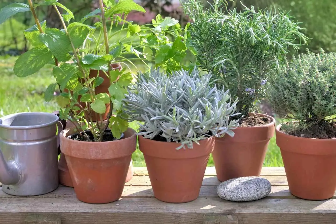 Erbe aromatiche da ombra: le varietà che non temono la poca luce Erbe aromatiche da ombra: le varietà che non temono la poca luce
