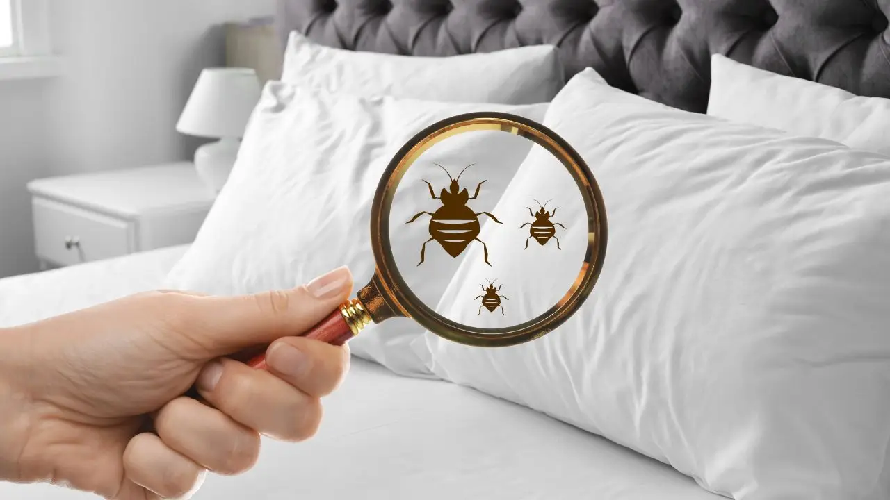 Il rimedio più efficace contro gli acari in camera da letto Il rimedio più efficace contro gli acari in camera da letto