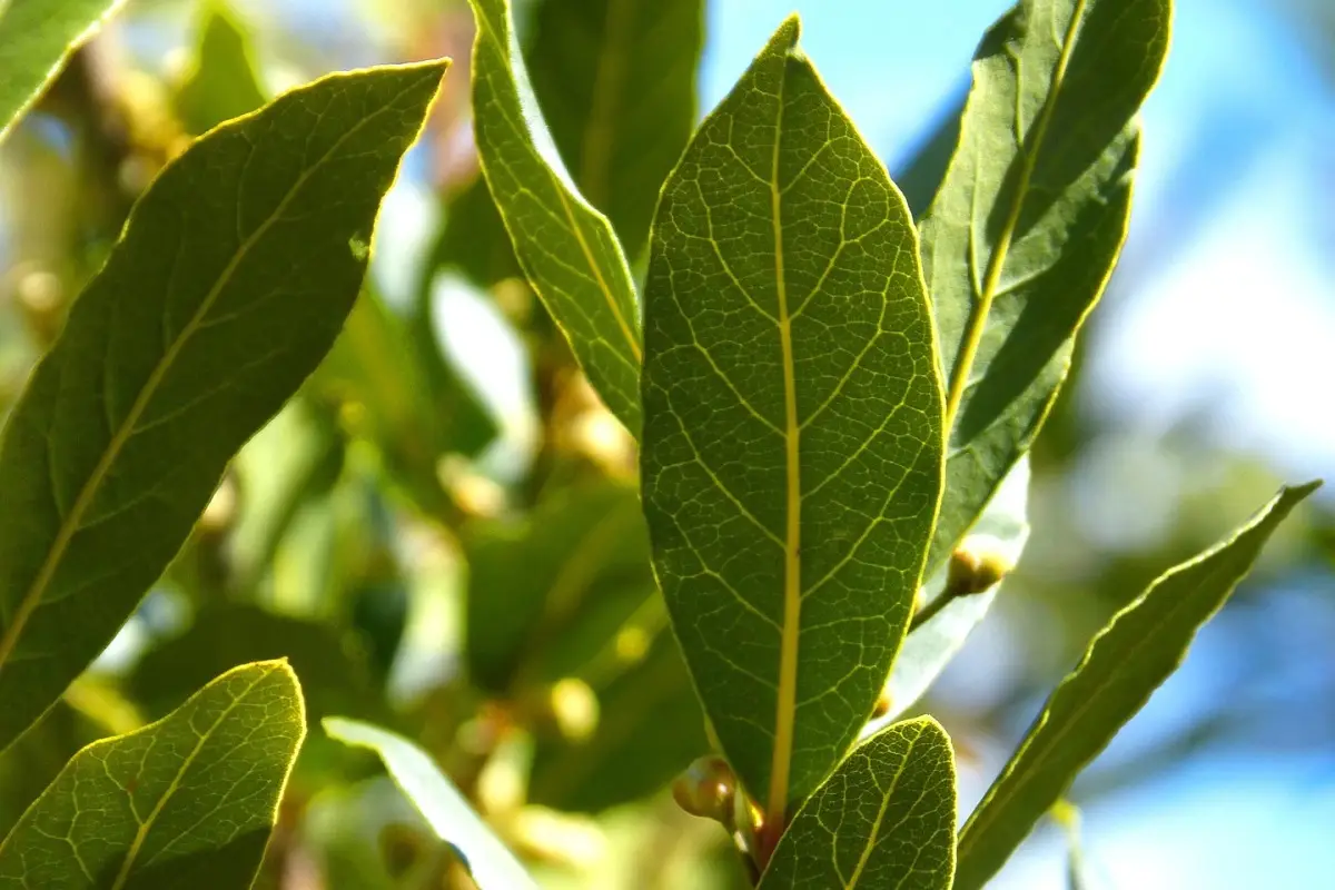 Il metodo per allontanare gli insetti con foglie di alloro Il metodo per allontanare gli insetti con foglie di alloro
