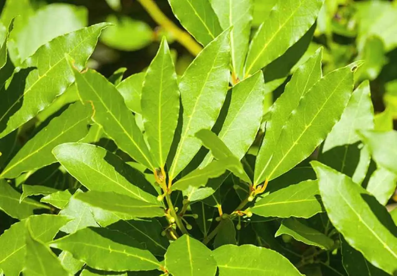 Il metodo per allontanare gli insetti con foglie di alloro Il metodo per allontanare gli insetti con foglie di alloro