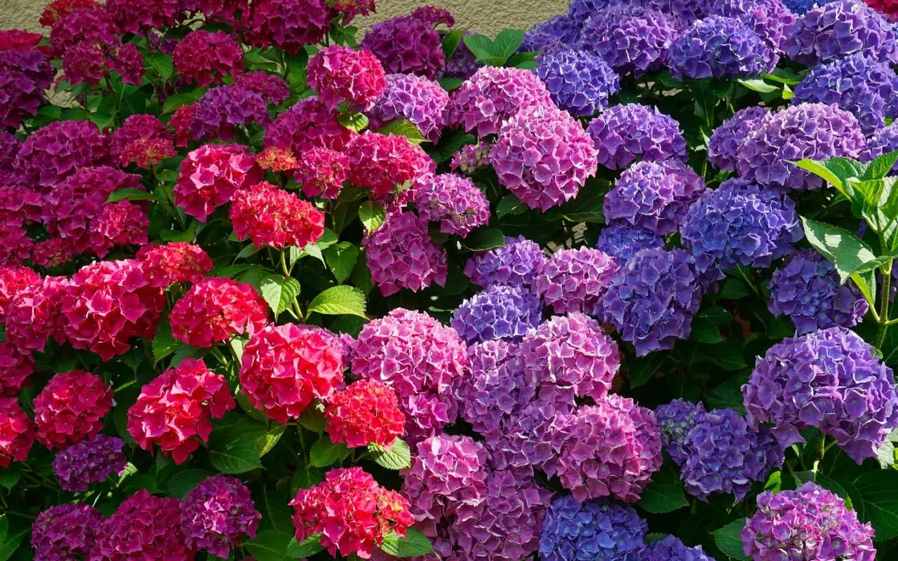 Il segreto per ortensie dai colori intensi usando semplici fertilizzanti naturali Il segreto per ortensie dai colori intensi usando semplici fertilizzanti naturali