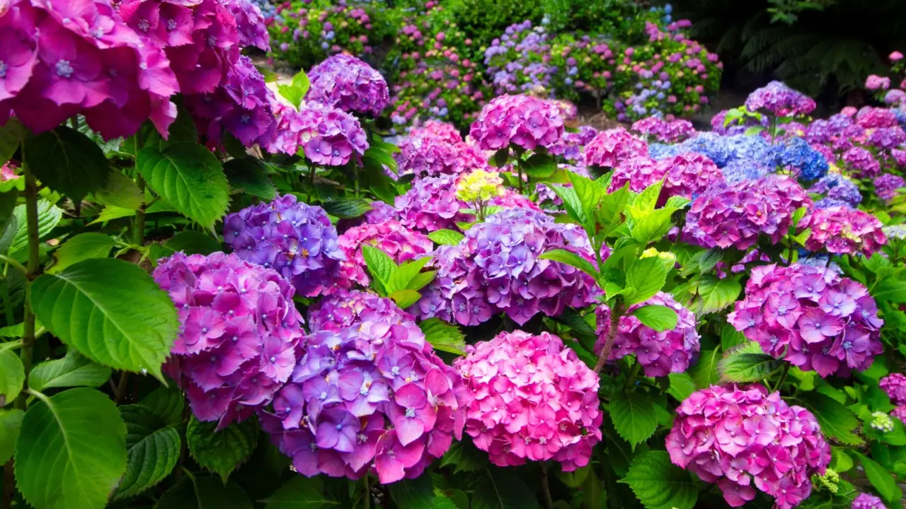 Il segreto per ortensie dai colori intensi usando semplici fertilizzanti naturali Il segreto per ortensie dai colori intensi usando semplici fertilizzanti naturali