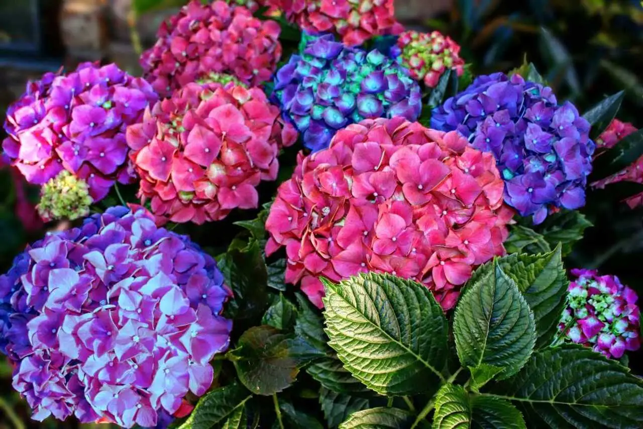 Il segreto per ortensie dai colori intensi usando semplici fertilizzanti naturali Il segreto per ortensie dai colori intensi usando semplici fertilizzanti naturali