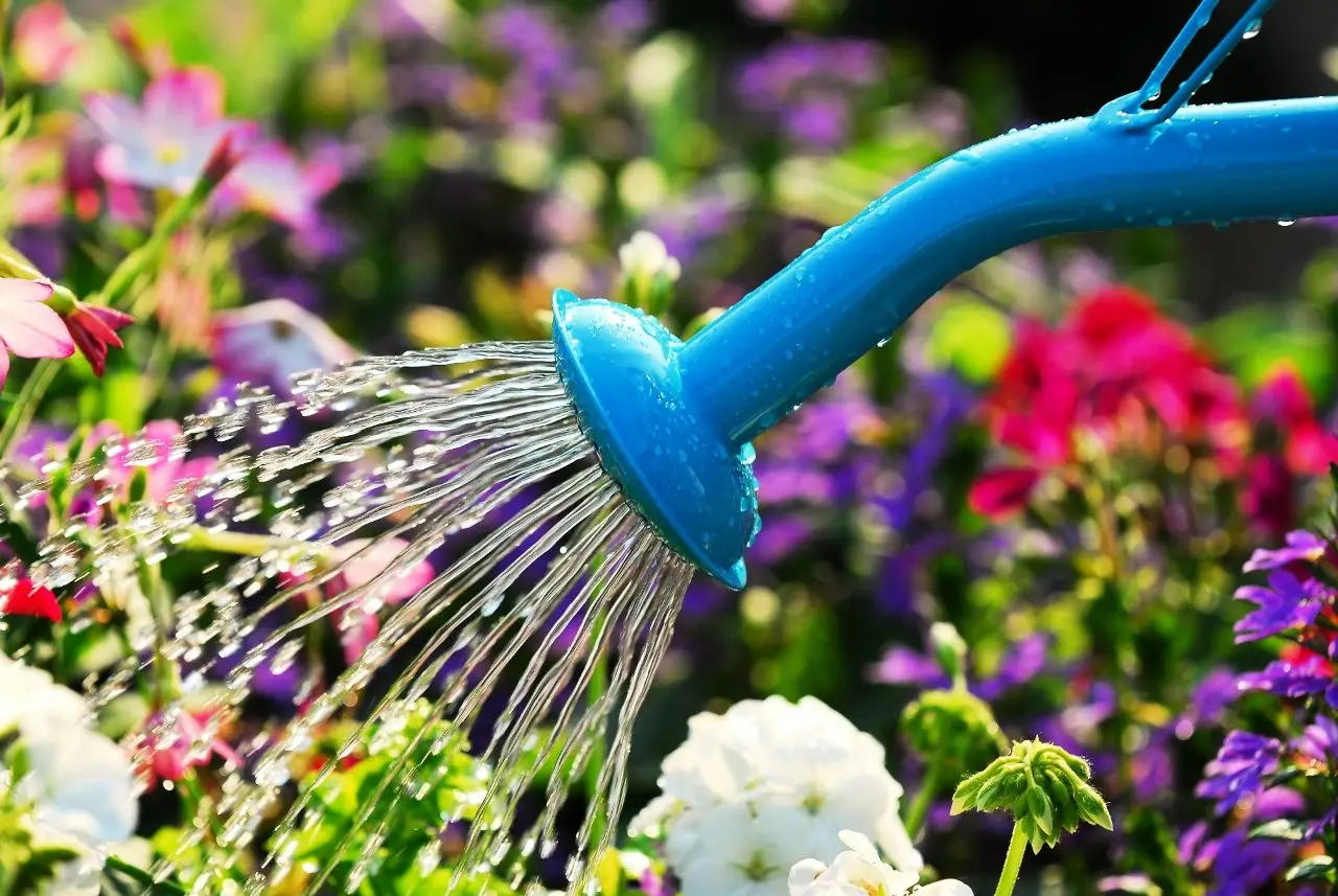 Prova questo metodo rapido per irrigare le ortensie durante le giornate calde Prova questo metodo rapido per irrigare le ortensie durante le giornate calde