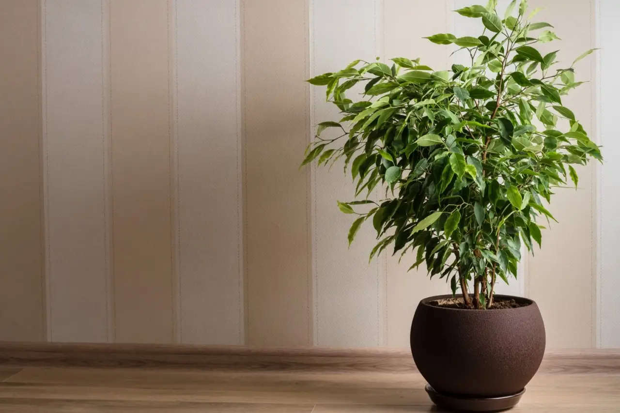 Allerta allergeni domestici: quali piante purificano subito l’aria della tua stanza Allerta allergeni domestici: quali piante purificano subito l’aria della tua stanza