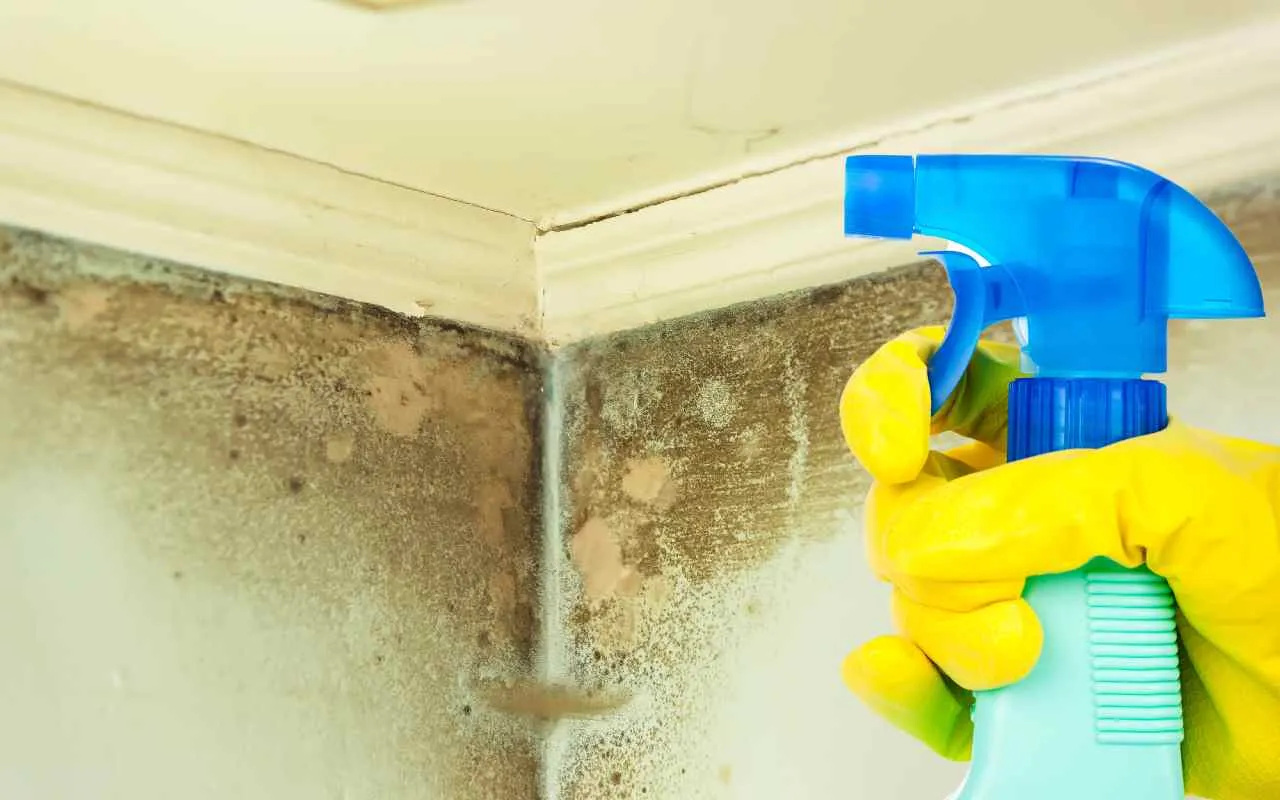 Azione immediata contro muffa e polveri: come prevenire rischi senza sostanze chimiche Azione immediata contro muffa e polveri: come prevenire rischi senza sostanze chimiche