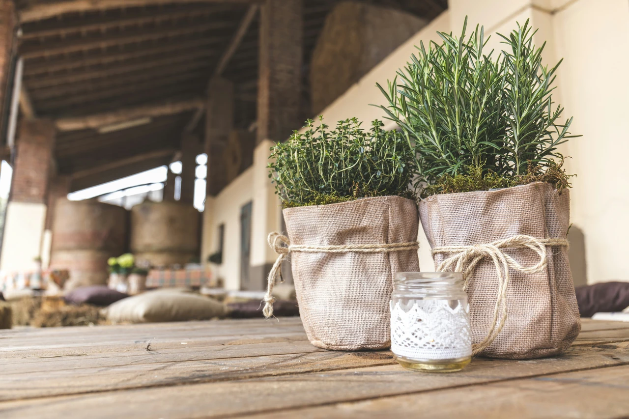 Scopri come purificare l’aria di casa con piante aromatiche che eliminano allergeni Scopri come purificare l’aria di casa con piante aromatiche che eliminano allergeni