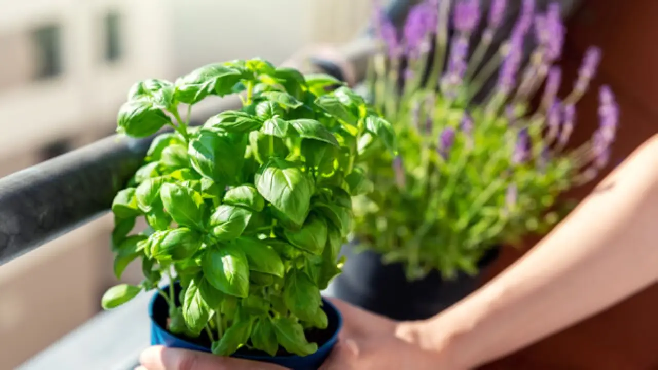 Scopri come purificare l’aria di casa con piante aromatiche che eliminano allergeni Scopri come purificare l’aria di casa con piante aromatiche che eliminano allergeni
