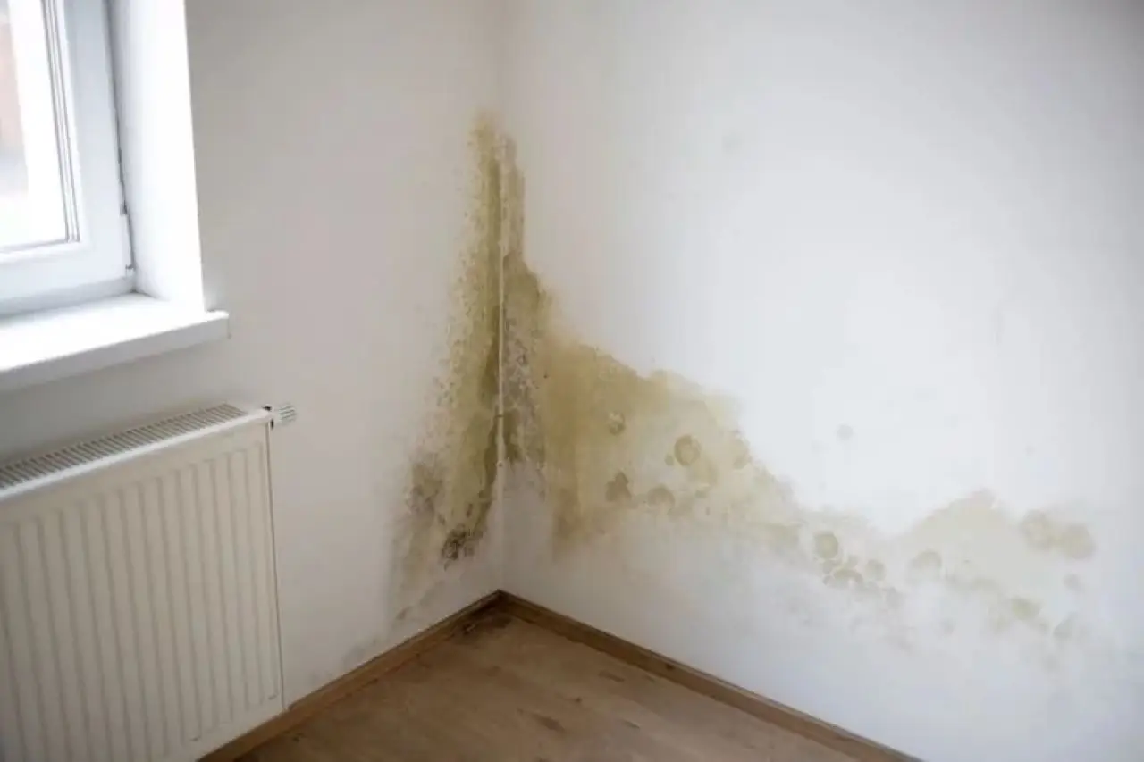 Rischi invisibili in casa: verifica oggi se la tua camera favorisce la muffa nascosta Rischi invisibili in casa: verifica oggi se la tua camera favorisce la muffa nascosta