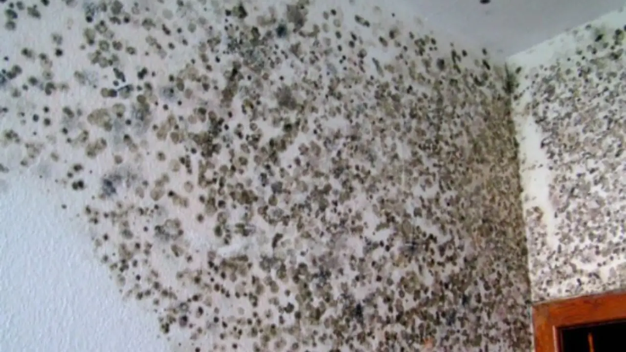 Scegli subito la soluzione naturale per ridurre muffa e batteri nelle zone notte Scegli subito la soluzione naturale per ridurre muffa e batteri nelle zone notte